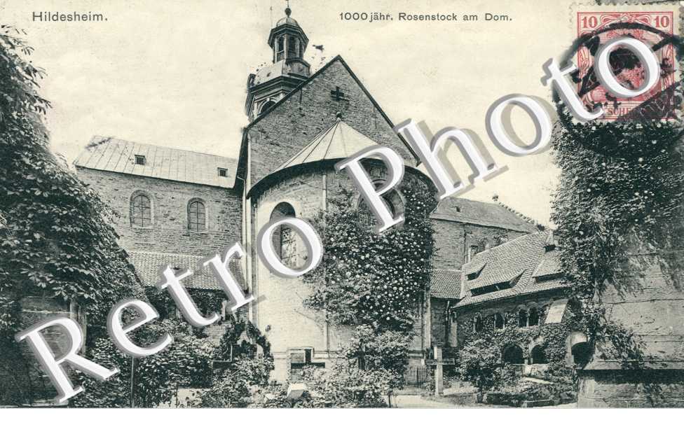 1000 jahr Rosenstock am Dom