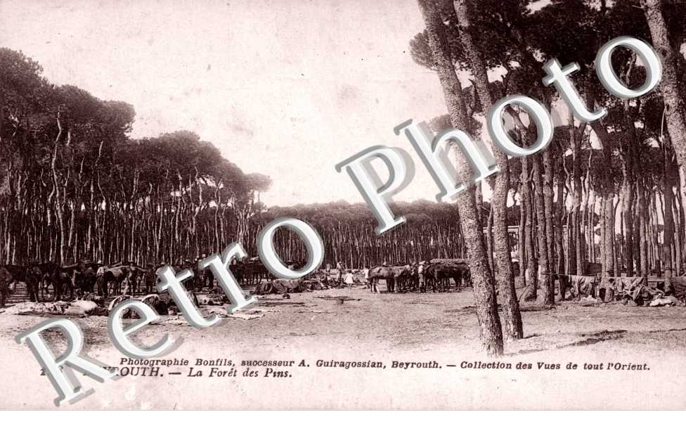 la foret des Pins