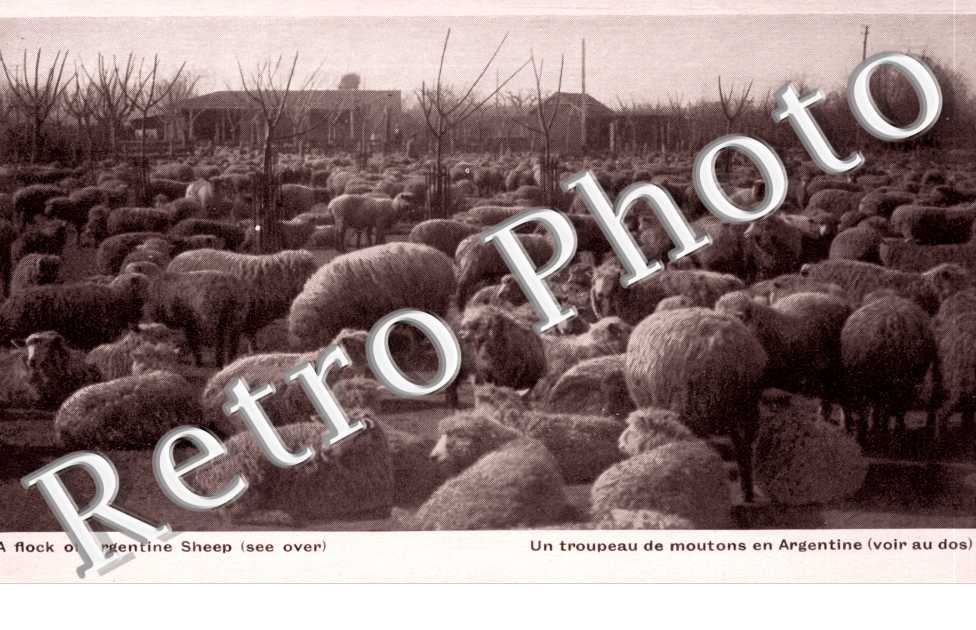 Un troupeau de moutons