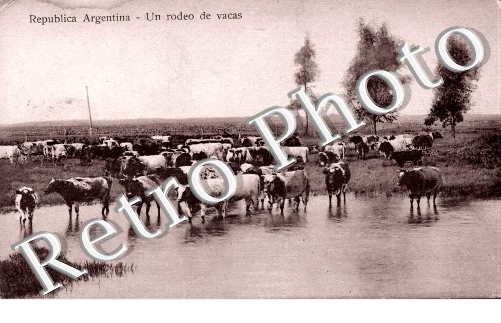 Un rodeo de vacas