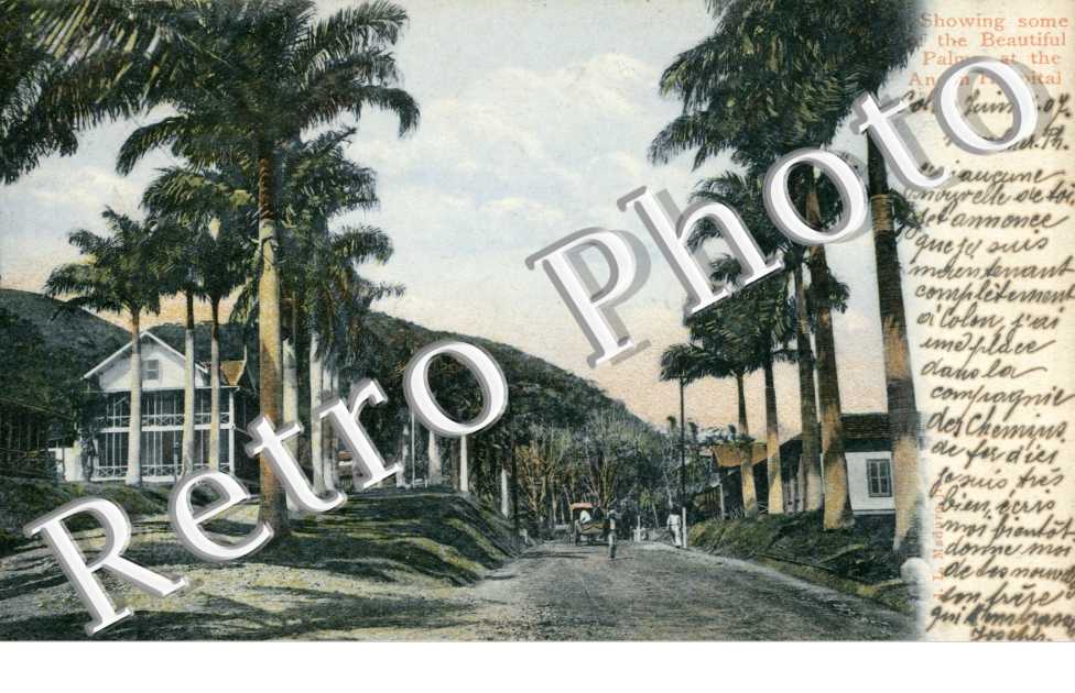 Palms at the Ancon Hospital