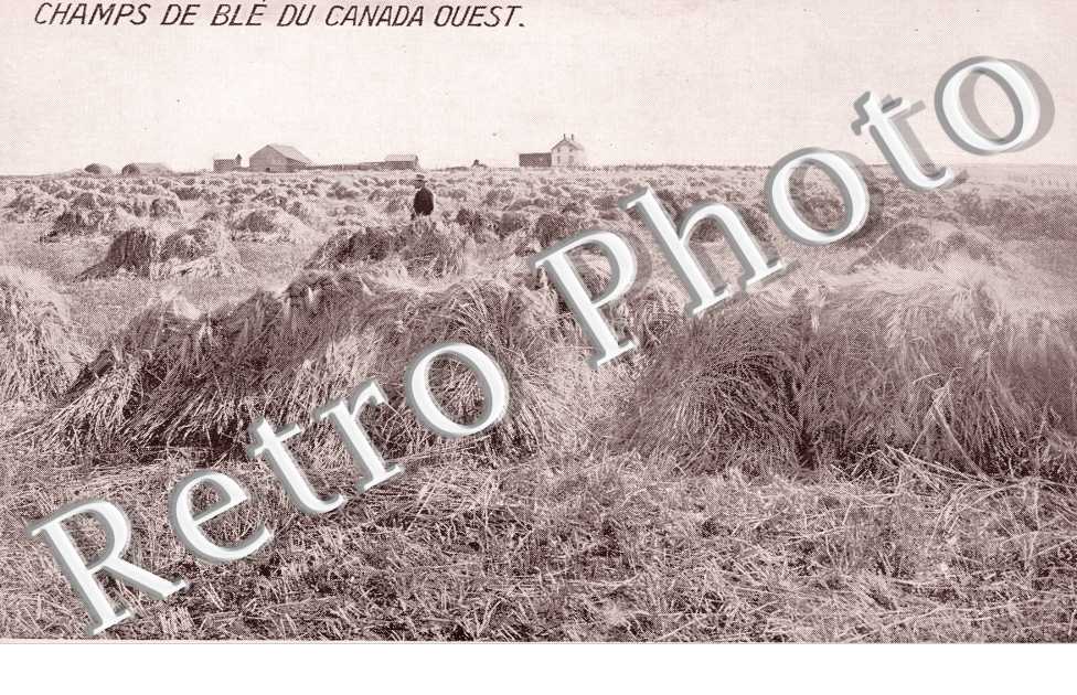 Champ de Ble du Canada Ouest