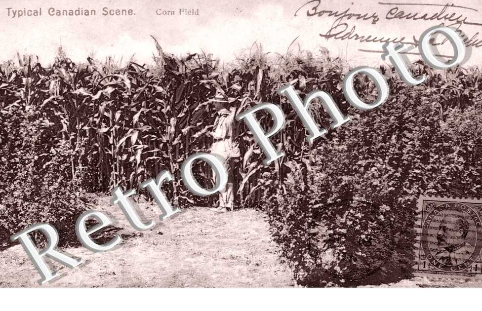 Corn Field, Typical canadian Scene
