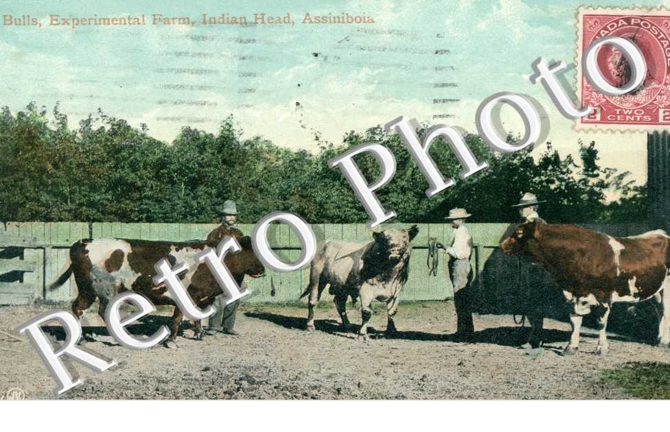 Bulls, Experimental Farm