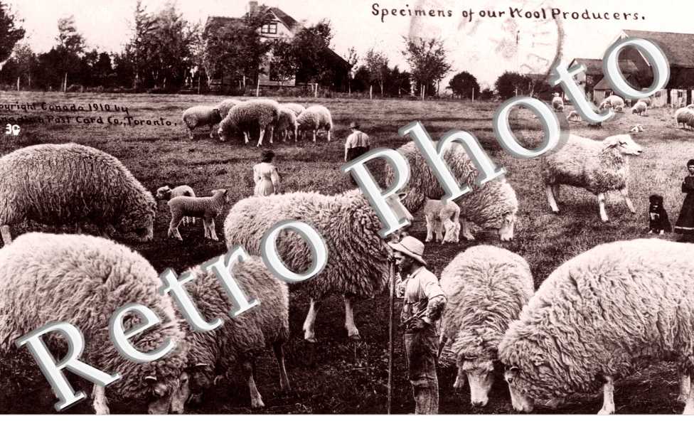 Specimens of our Wool Producers