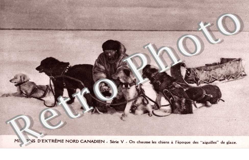 Aux glaces polaires, Chiens chausses de leurs souliers de cuir