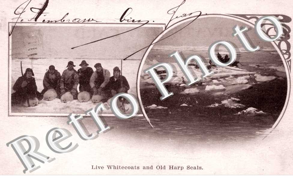 Live Whitecoast and Old Harp Seals