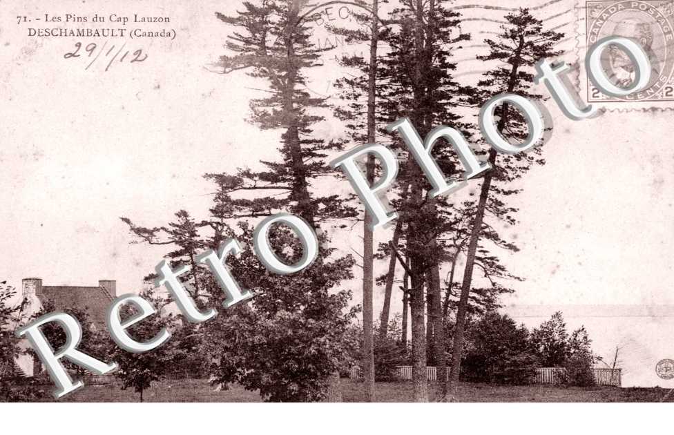 Les Pins du Cap Lauzon