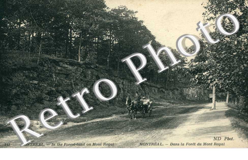 dans la foret du Mont Royal