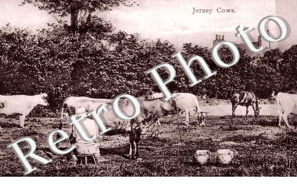 Cows