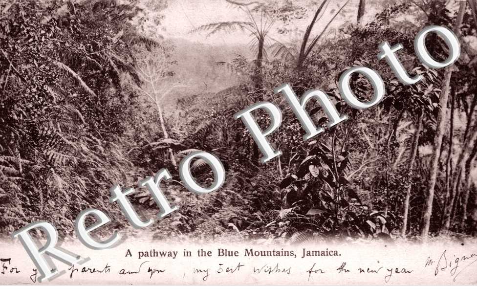 A Pathway in the Blue mountains