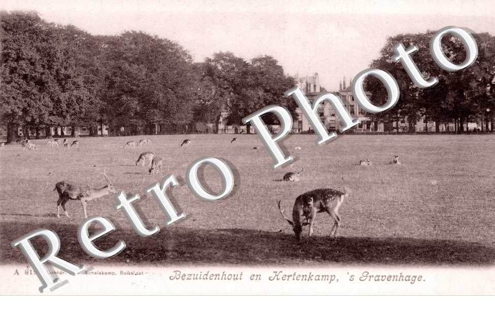 Diergaarde. Bezuidenhoui en Hertenkamp. Zoo