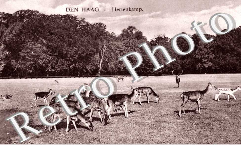Hertenkamp. Camp de daim