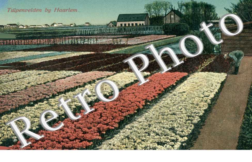 Tulpenvelden