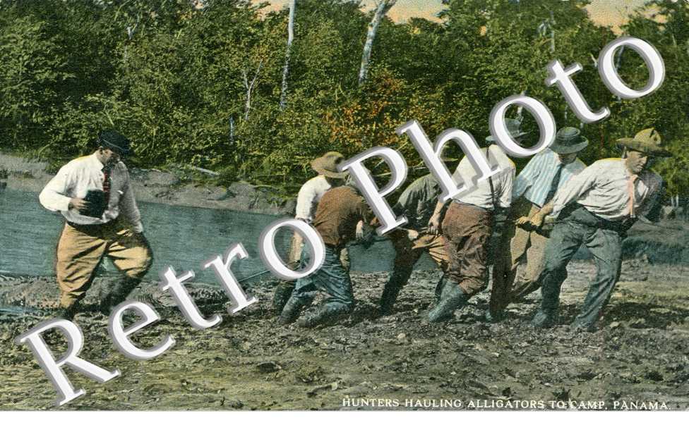 Hunters hauling alligator to Camp