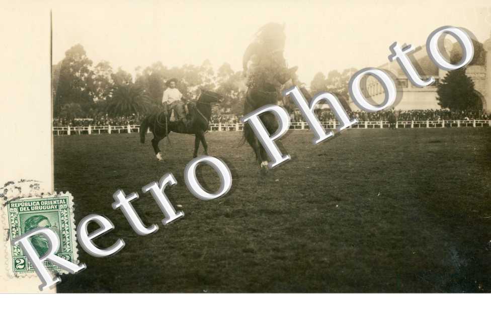 Spectable chevaux