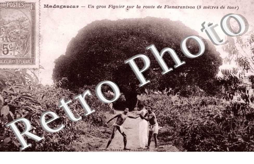 Un gros figuier sur la route de Fianarantsoa