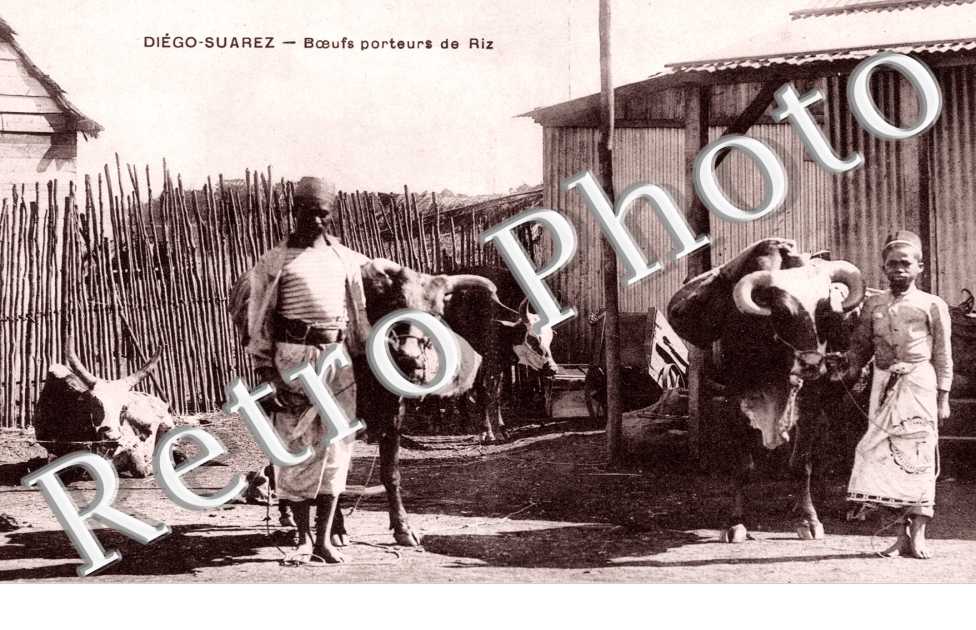 Boeufs porteurs de Riz