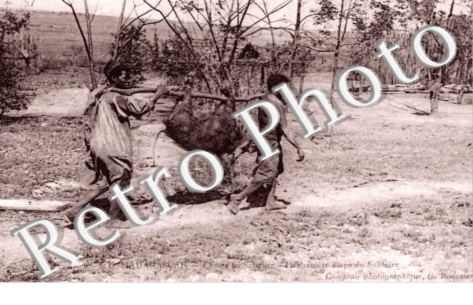 Chasse au sanglier, la derniere etape du Solitaire