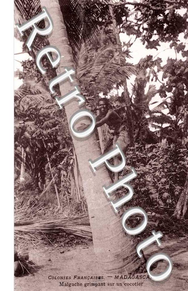 Malgache grimpant sur un cocotier