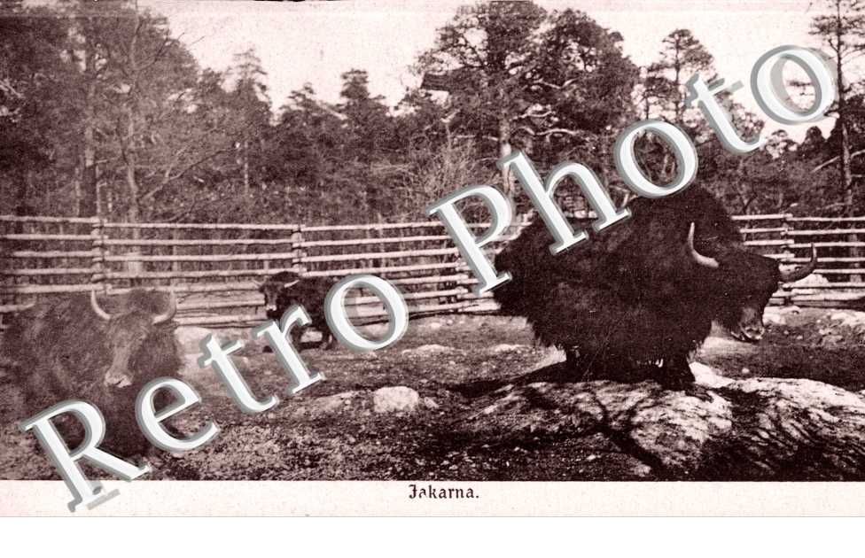 jakarna