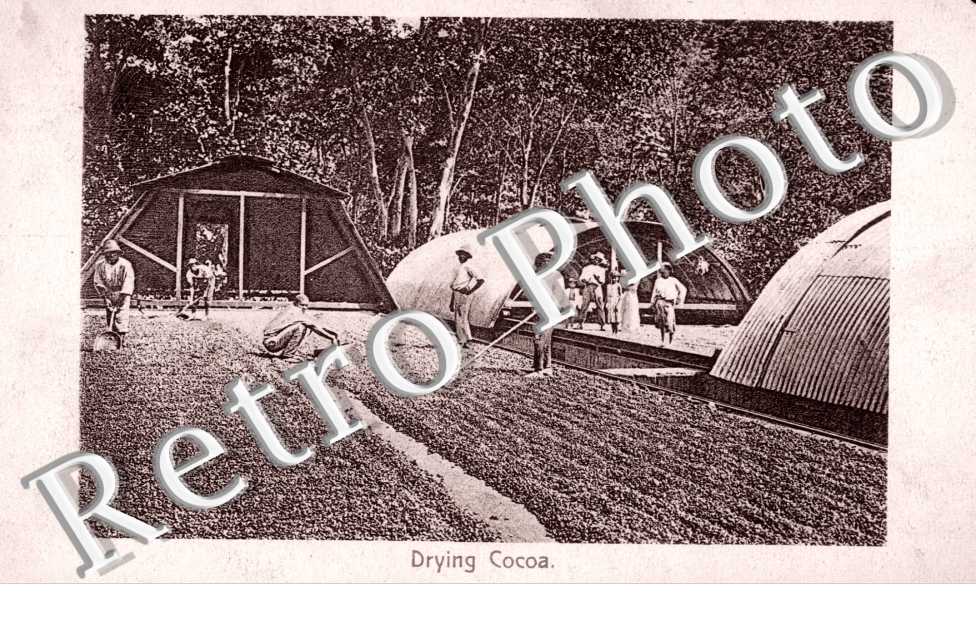 Drying Cocoa