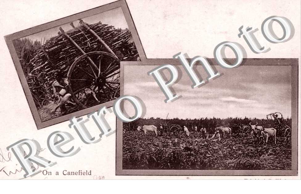 On a Canefield