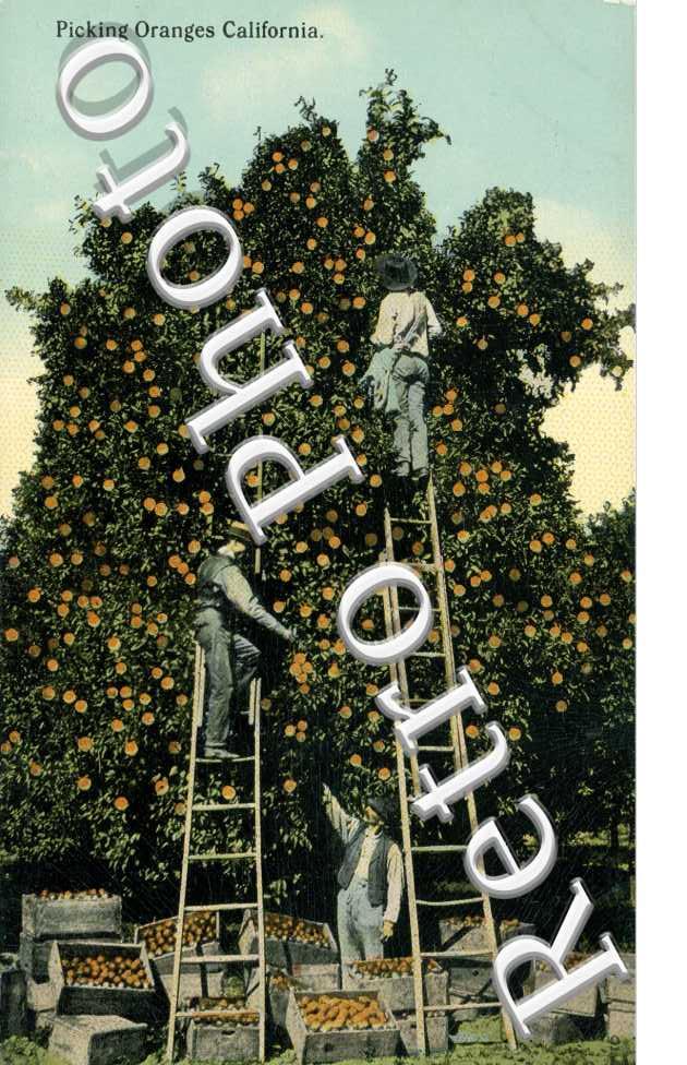 Picking Oranges California