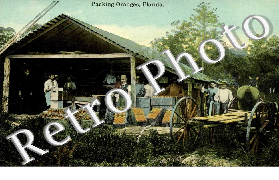 Packing Oranges, Florida
