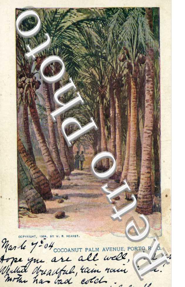 Cocoanut Palm Avenue Porto Rico