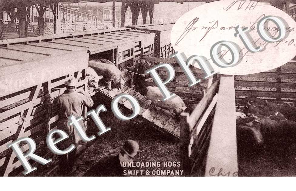 Unloading hogs, Swift and Company
