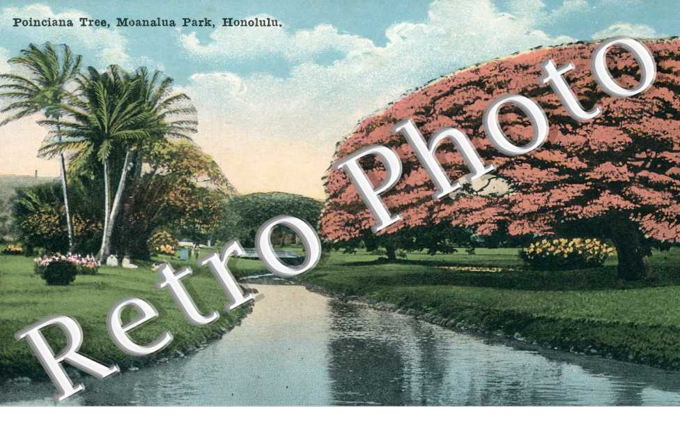 Poinciana tree, Monalua park, Honolulu
