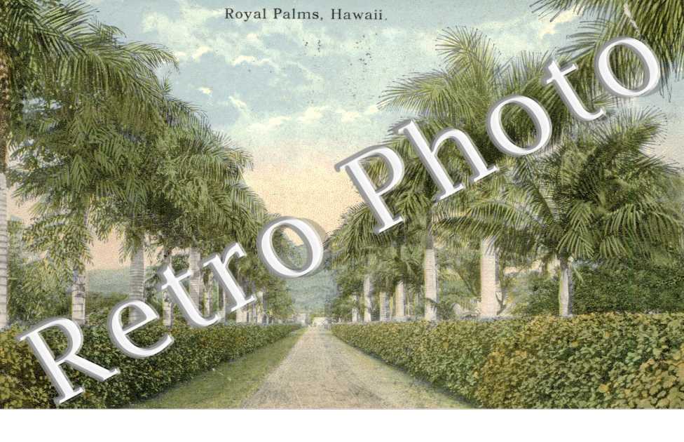 royal palms