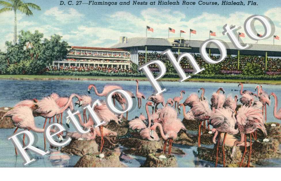 Flamingos and Nests at Hialeah Race course