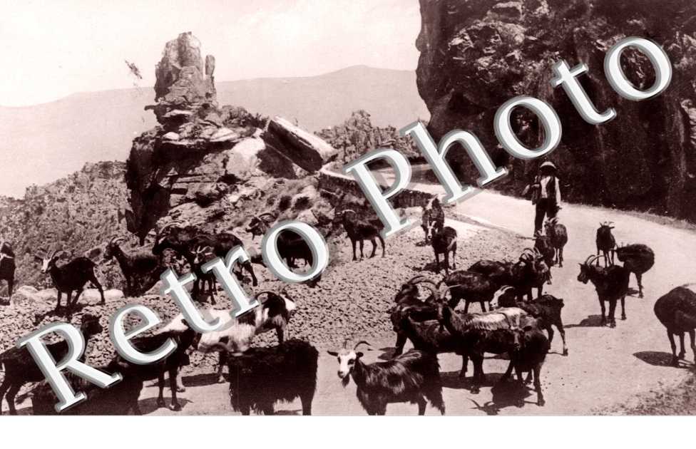 Troupeau de Chèvre sur les calanches