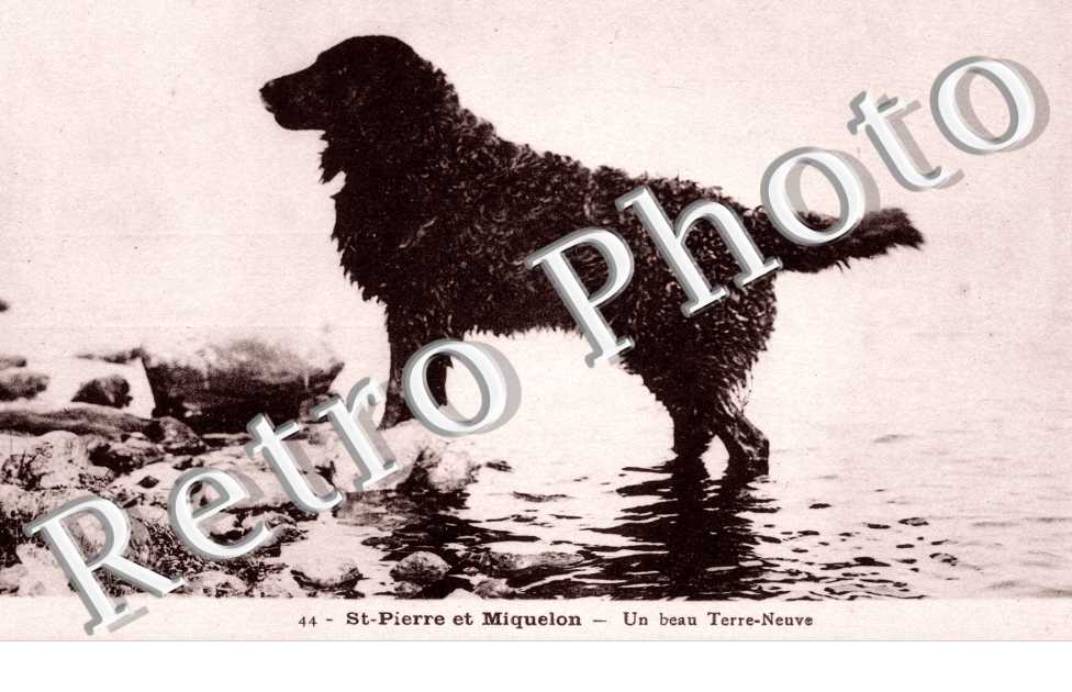 Un Beau Terre Neuve