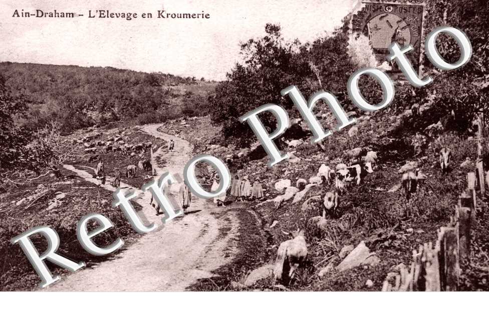 l&#039;Elevage en Kroumerie