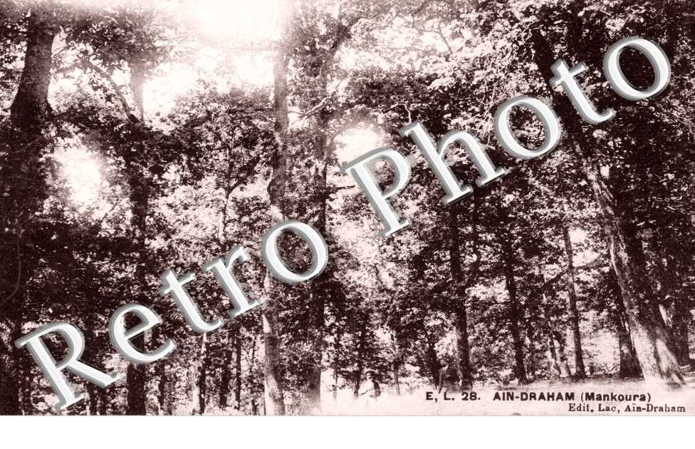 Forêt