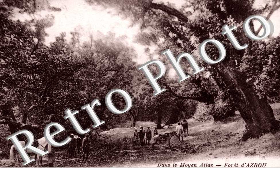 Dans le Moyen Atlas, Foret d'Azrou