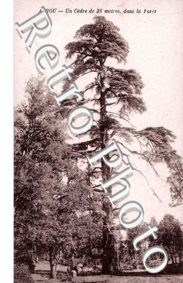 Un Cedre de 38m dans la Foret