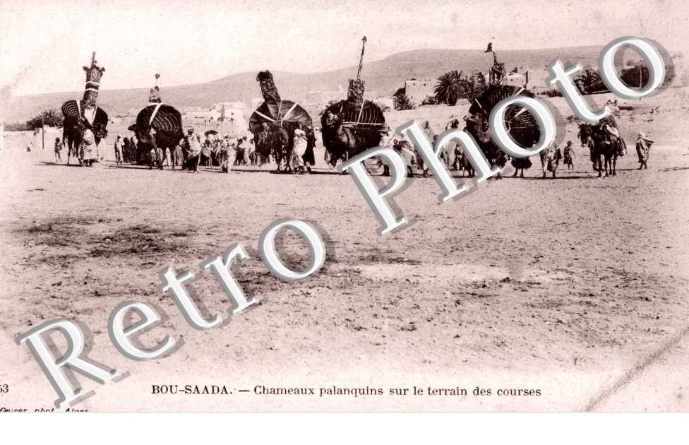 Chameaux Palanquains sur le Terrain de Courses