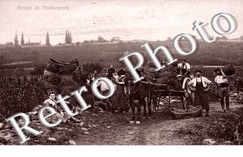 Groupe de vendangeurs