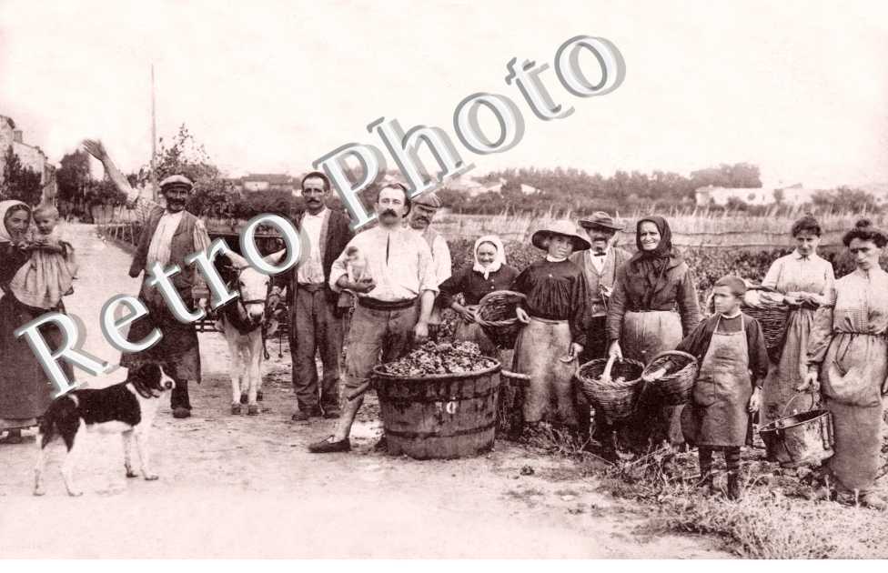 Vendanges