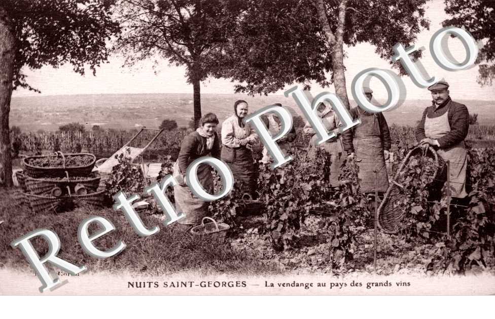 Vendanges