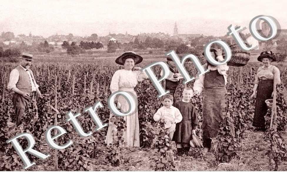 VENDANGES