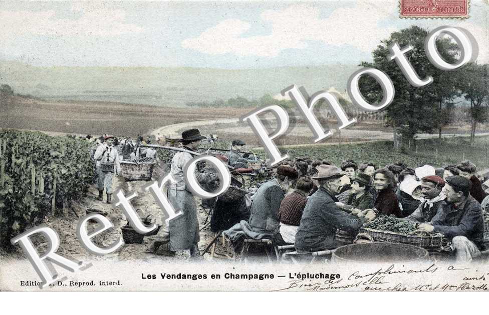les vendanges en Champagne l&#039;epluchage
