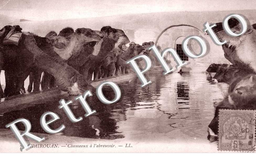 Chameaux a l&#039;abreuvoir