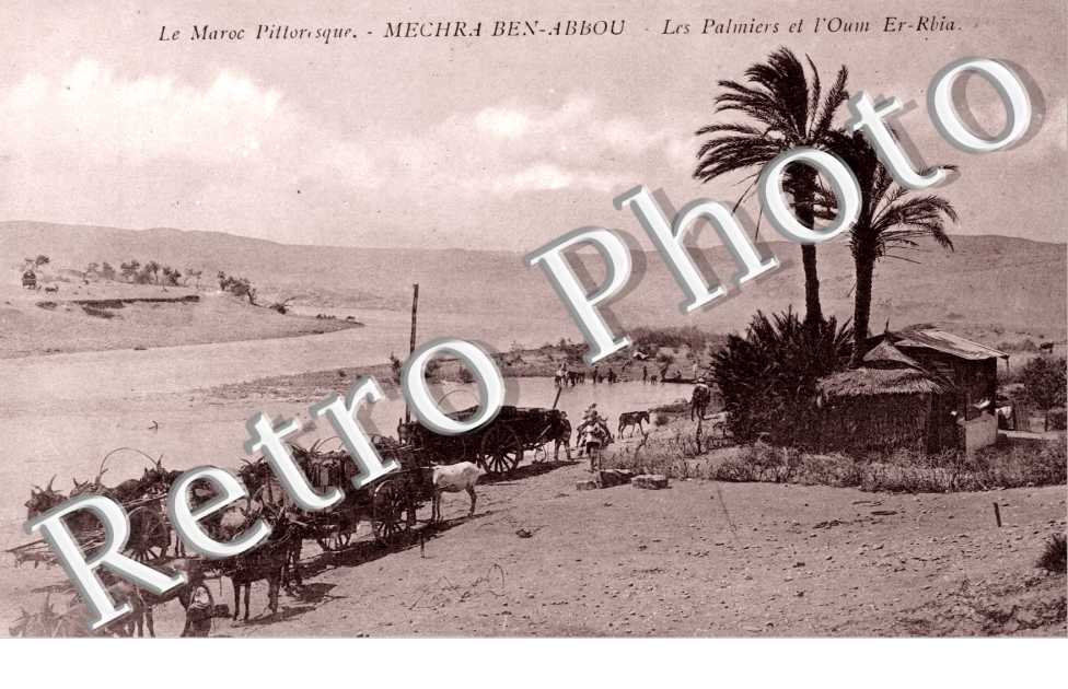 Les palmiers et l'Oum Er-Rbia