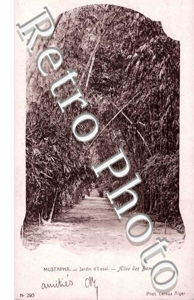 Jardin d'Essai - Allee des Bambous