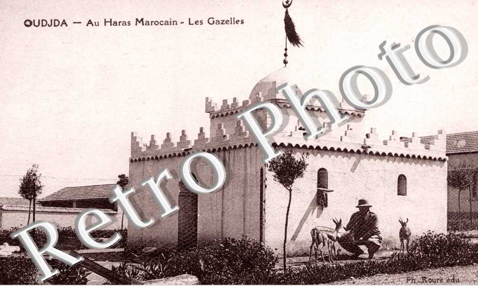 Haras Marocain, les Gazelles